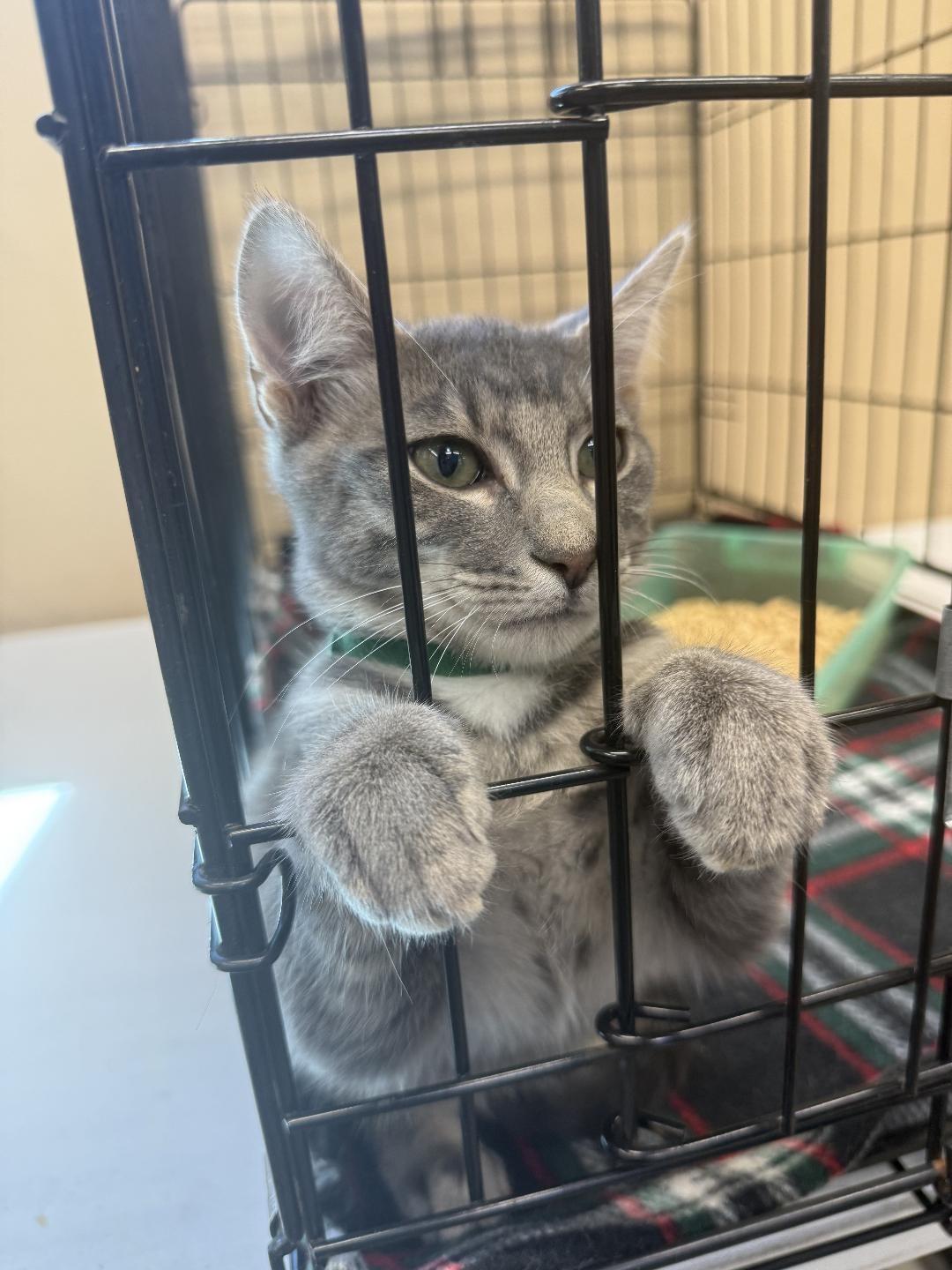 Ash, a Adoptable Domestic Short Hair in El Dorado Hills, CA image 2/3