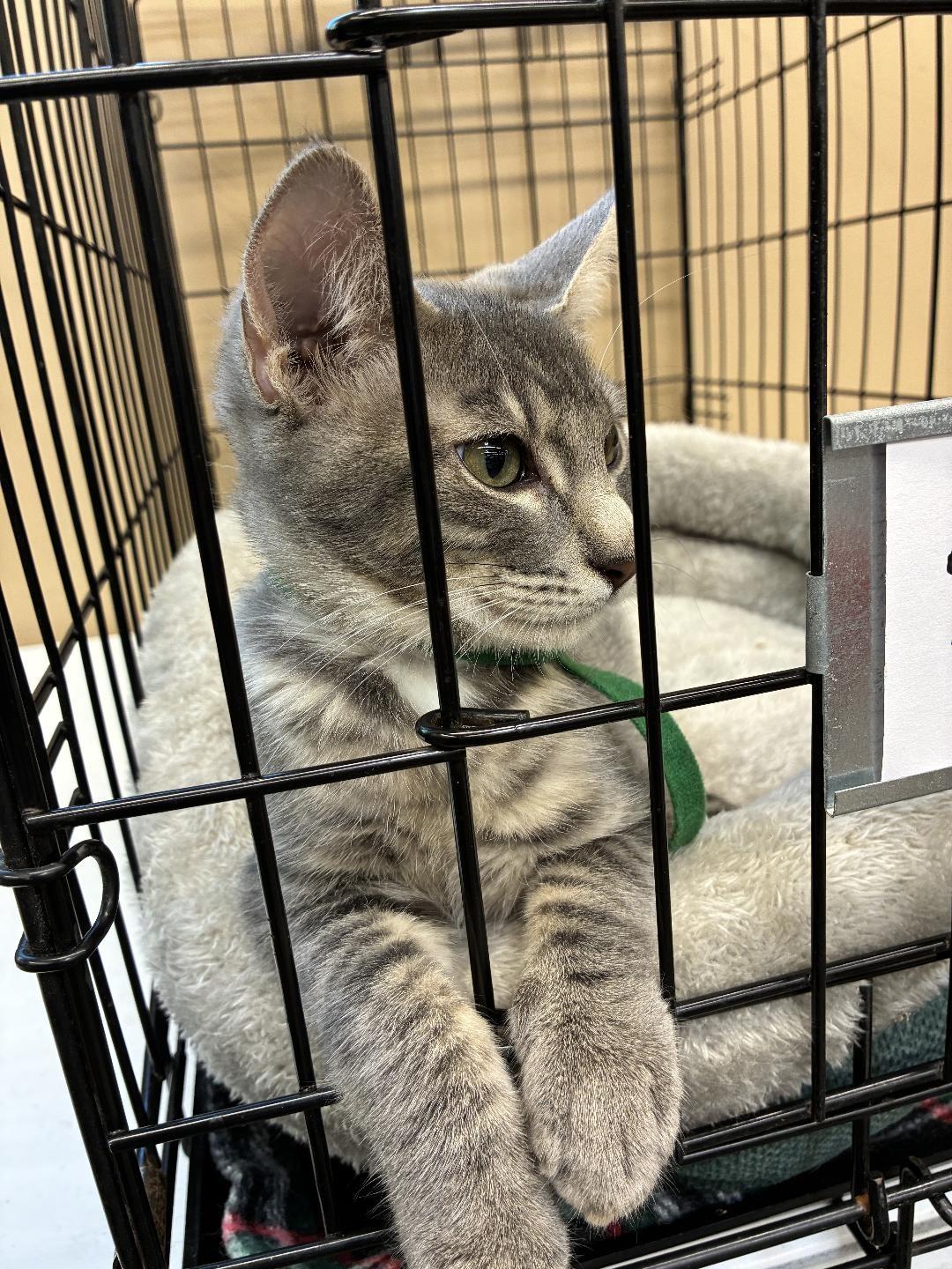 Ash, Adoptable, Kitten Male Domestic Short Hair.
