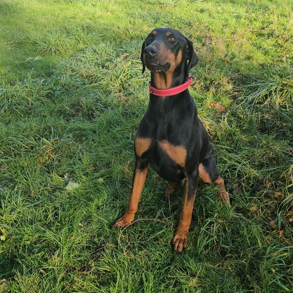 Enlarge Jax, a Adoptable Doberman Pinscher in Oakville, WA image 1/6