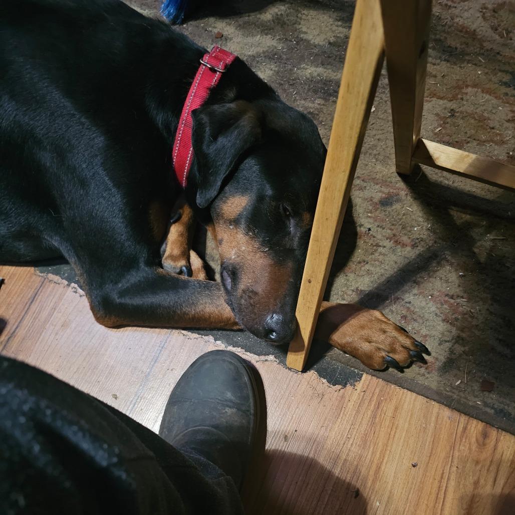 Enlarge Jax, a Adoptable Doberman Pinscher in Oakville, WA image 2/6