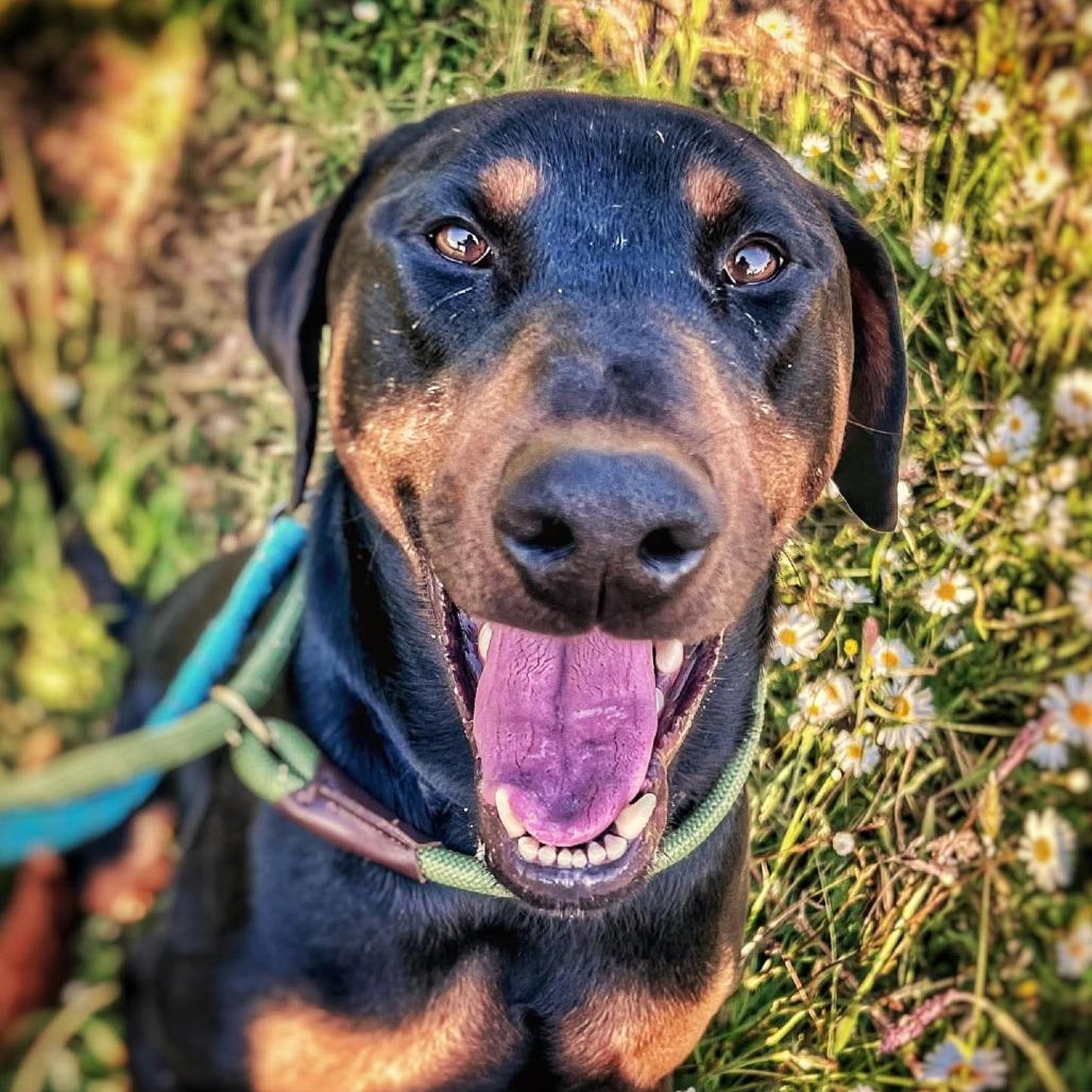 Enlarge Jax, a Adoptable Doberman Pinscher in Oakville, WA image 3/6