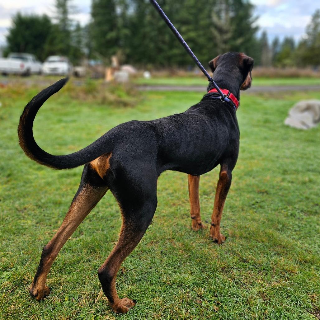 Enlarge Jax, a Adoptable Doberman Pinscher in Oakville, WA image 4/6