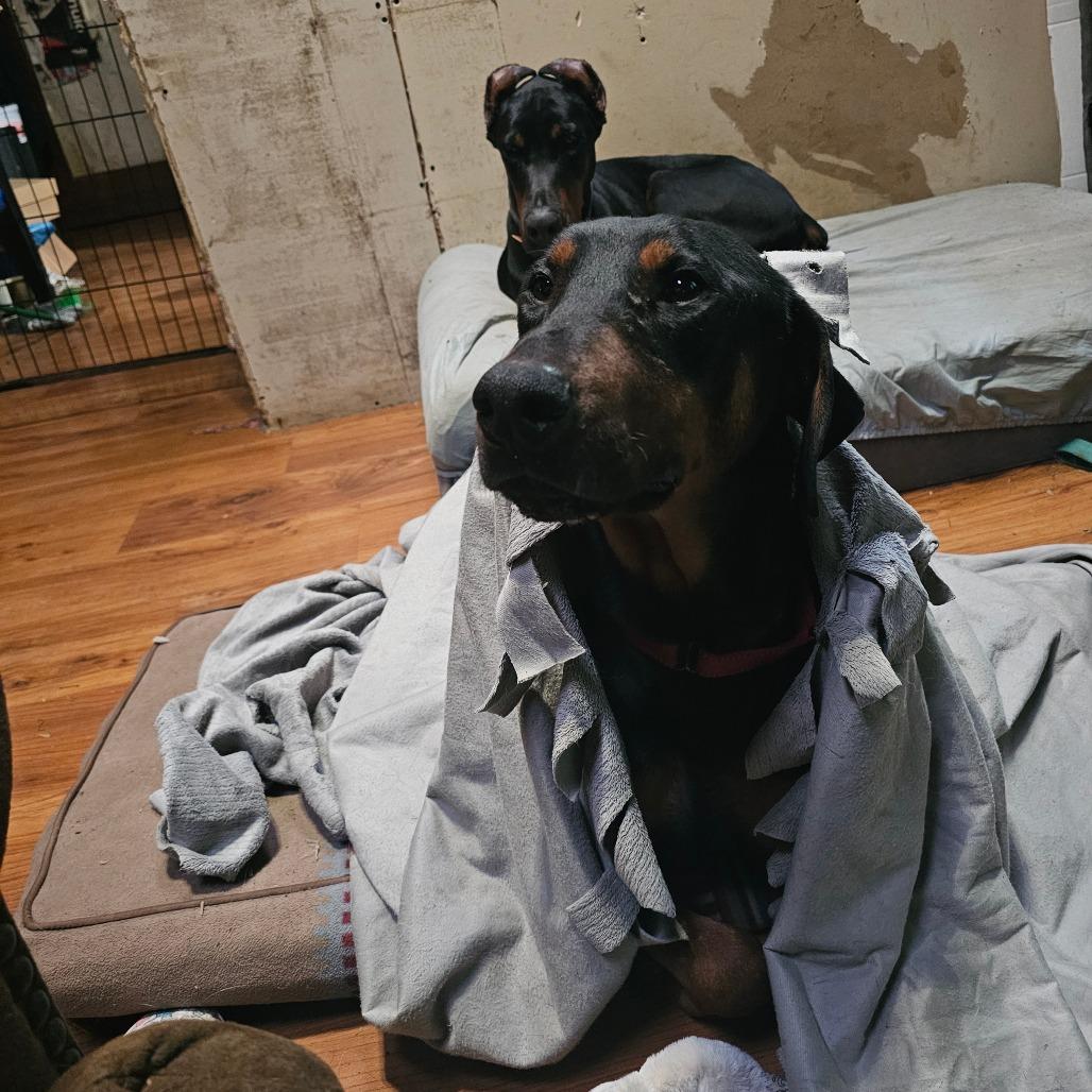 Enlarge Jax, a Adoptable Doberman Pinscher in Oakville, WA image 5/6