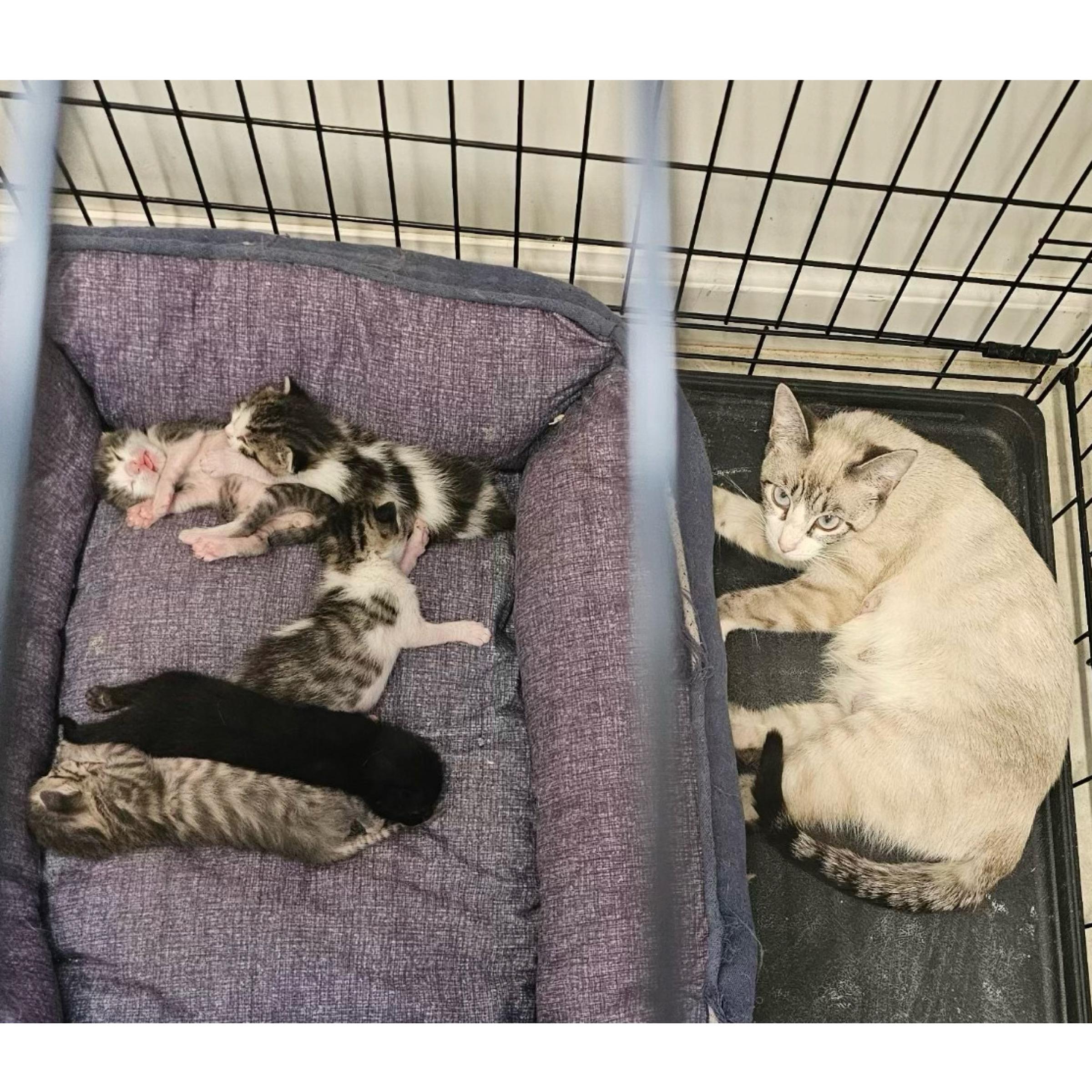 Blossom — thumbnail 3