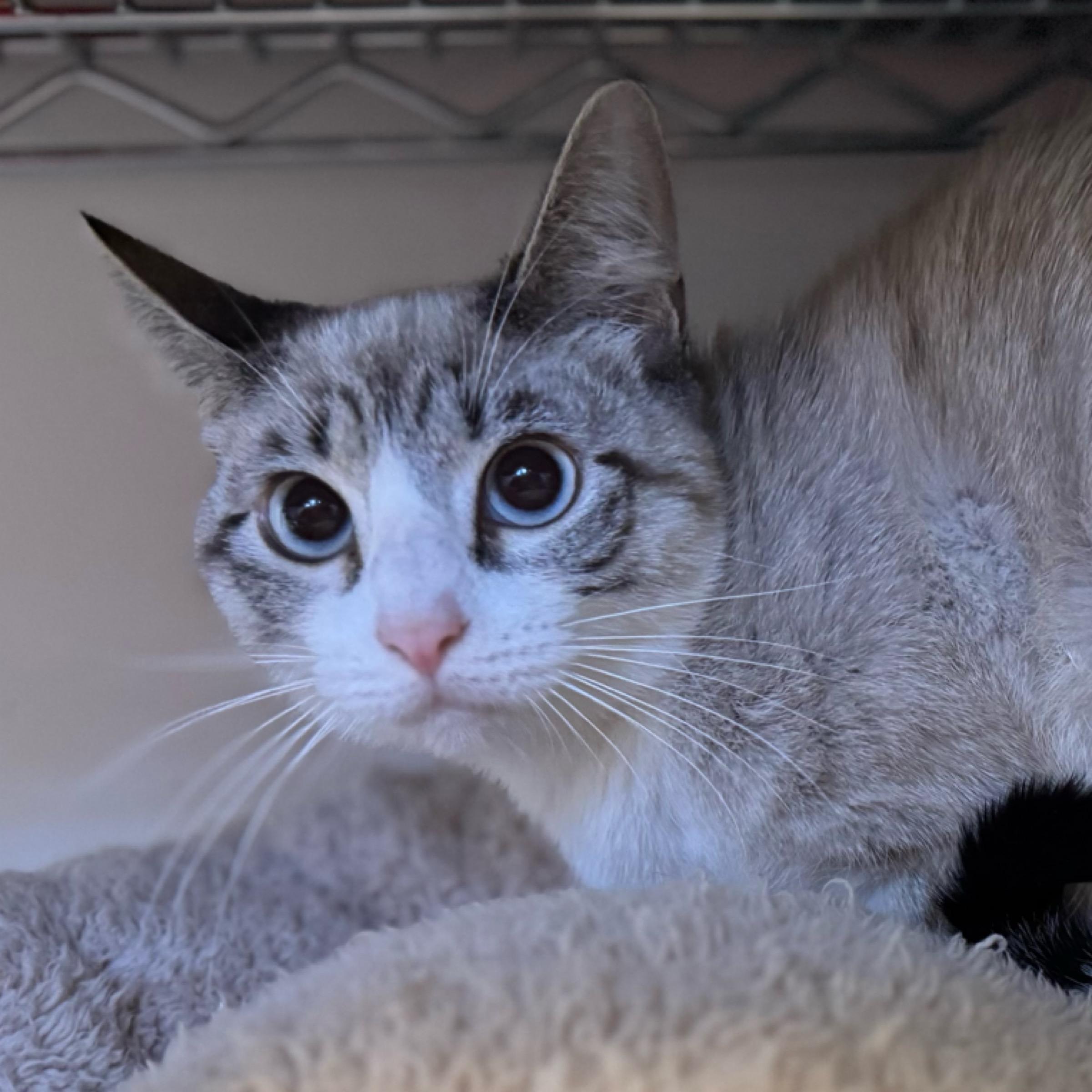 Blossom — thumbnail 4