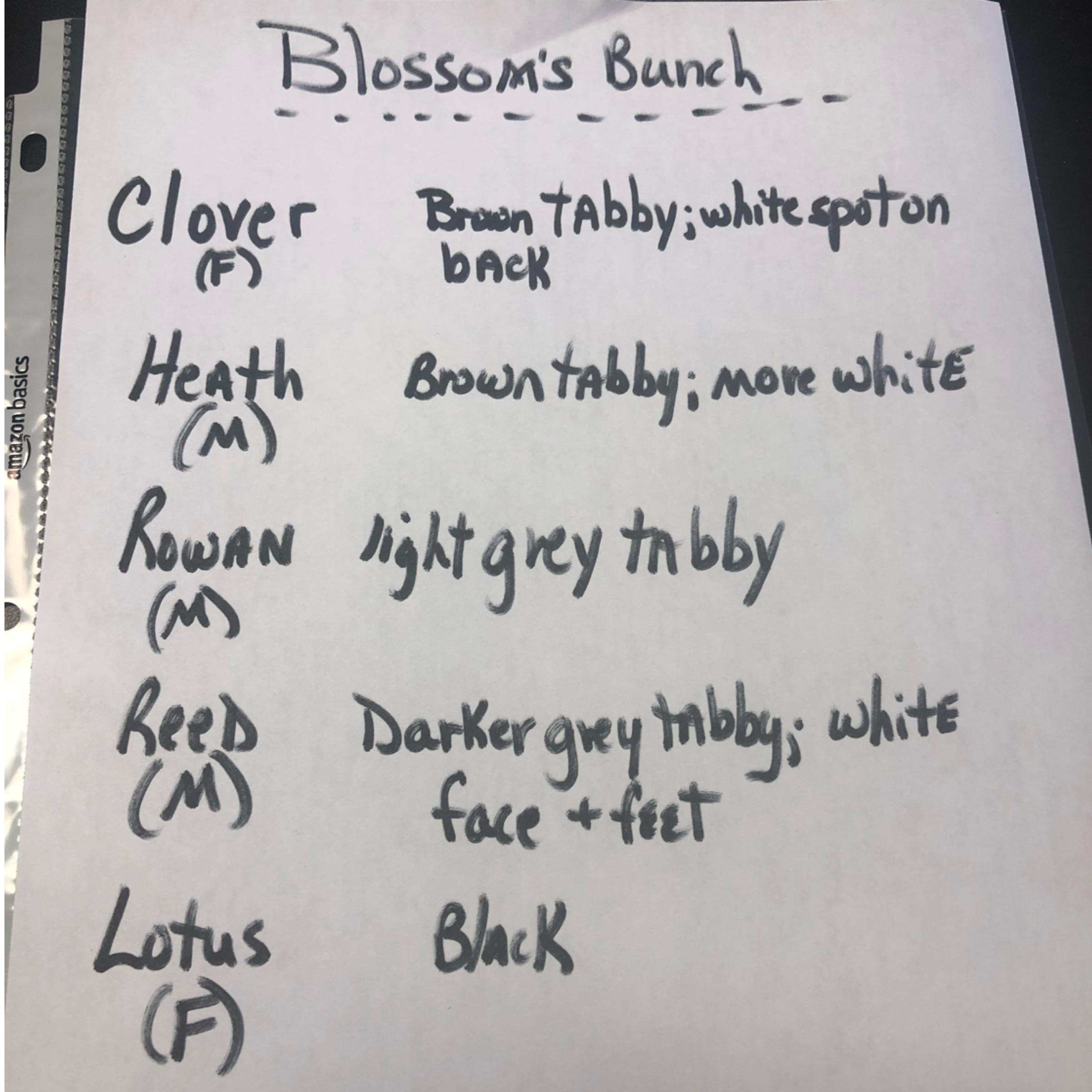 Blossom — thumbnail 5