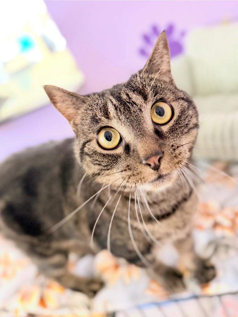 Zeus, Adopted, Adult Male Domestic Short Hair.