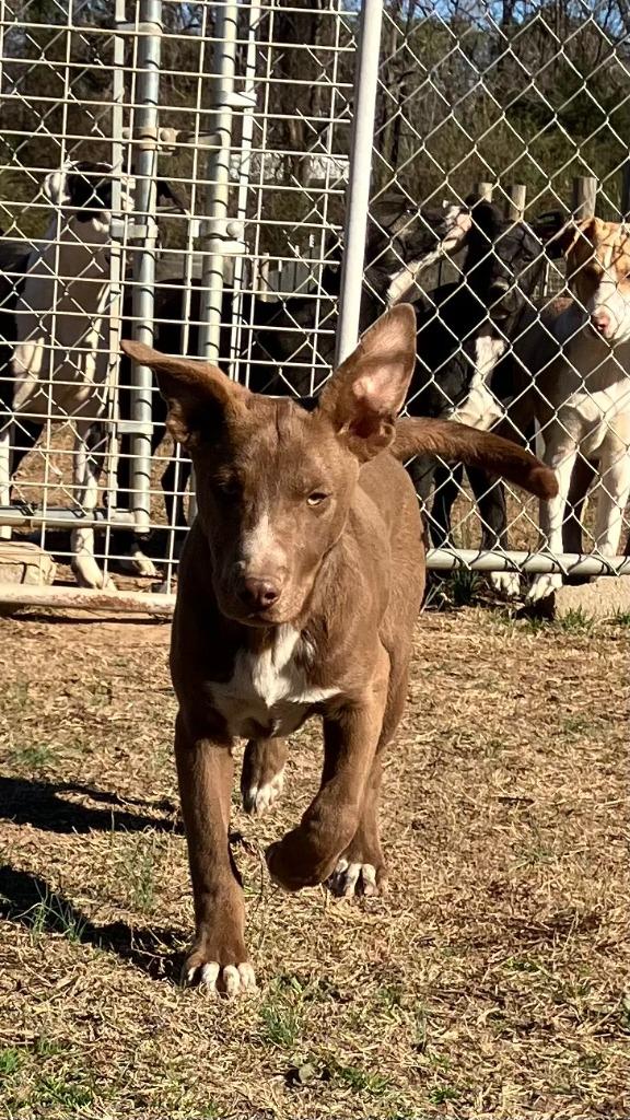 Peyton, Adoptable, Puppy Female Mixed Breed.