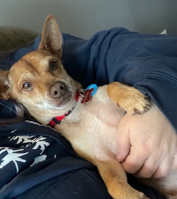 Tommy, Adopted, Senior Male Miniature Pinscher & Chihuahua.