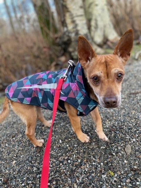 Enlarge Tommy, a Adopted mixed breed in Langley, BC image 2/7