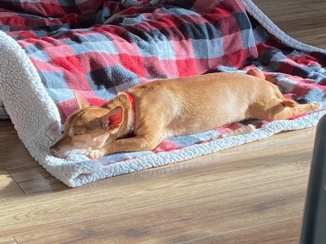 Enlarge Tommy, a Adopted mixed breed in Langley, BC image 3/7