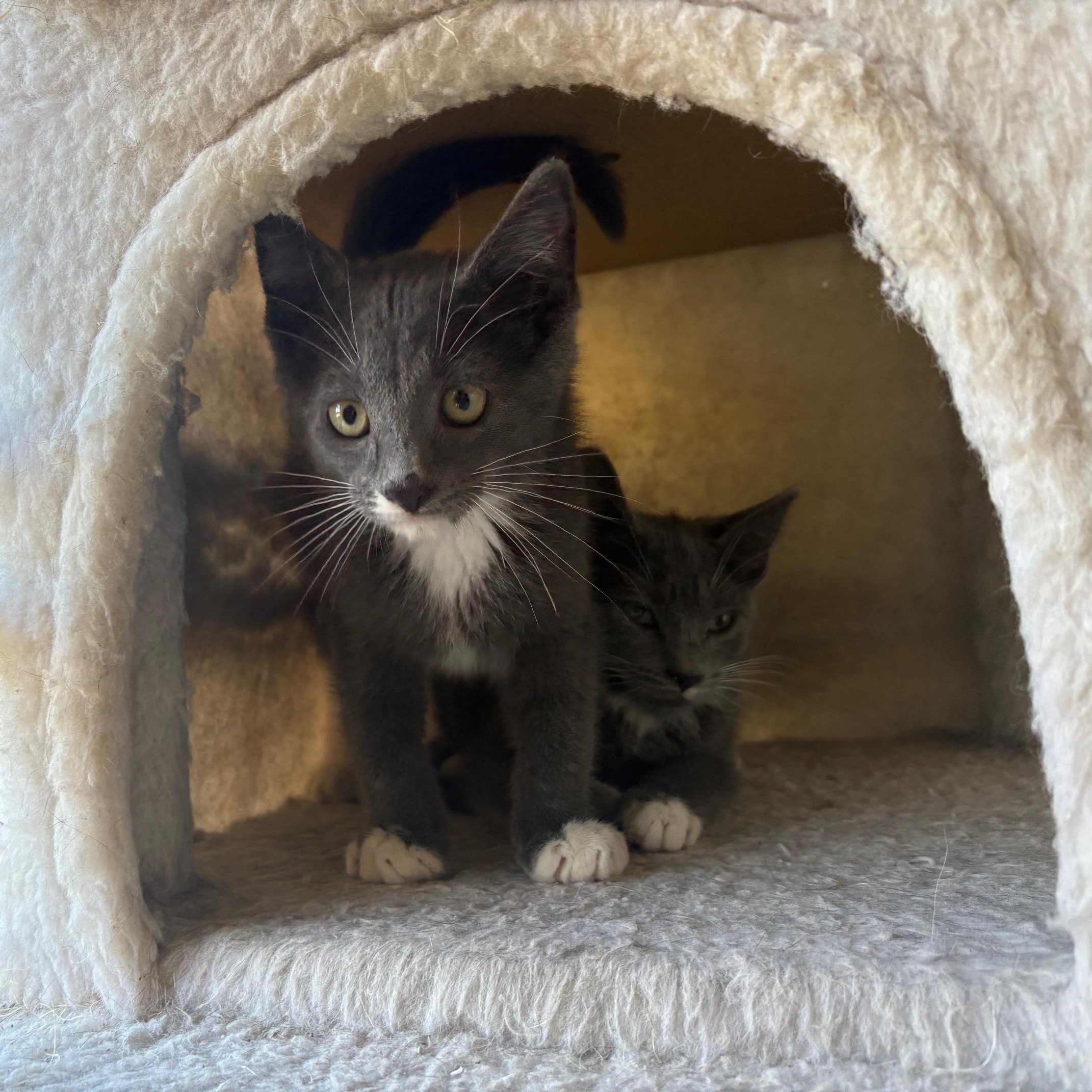 Panzanella, a Adoptable Domestic Short Hair in La Canada, CA image 1/2