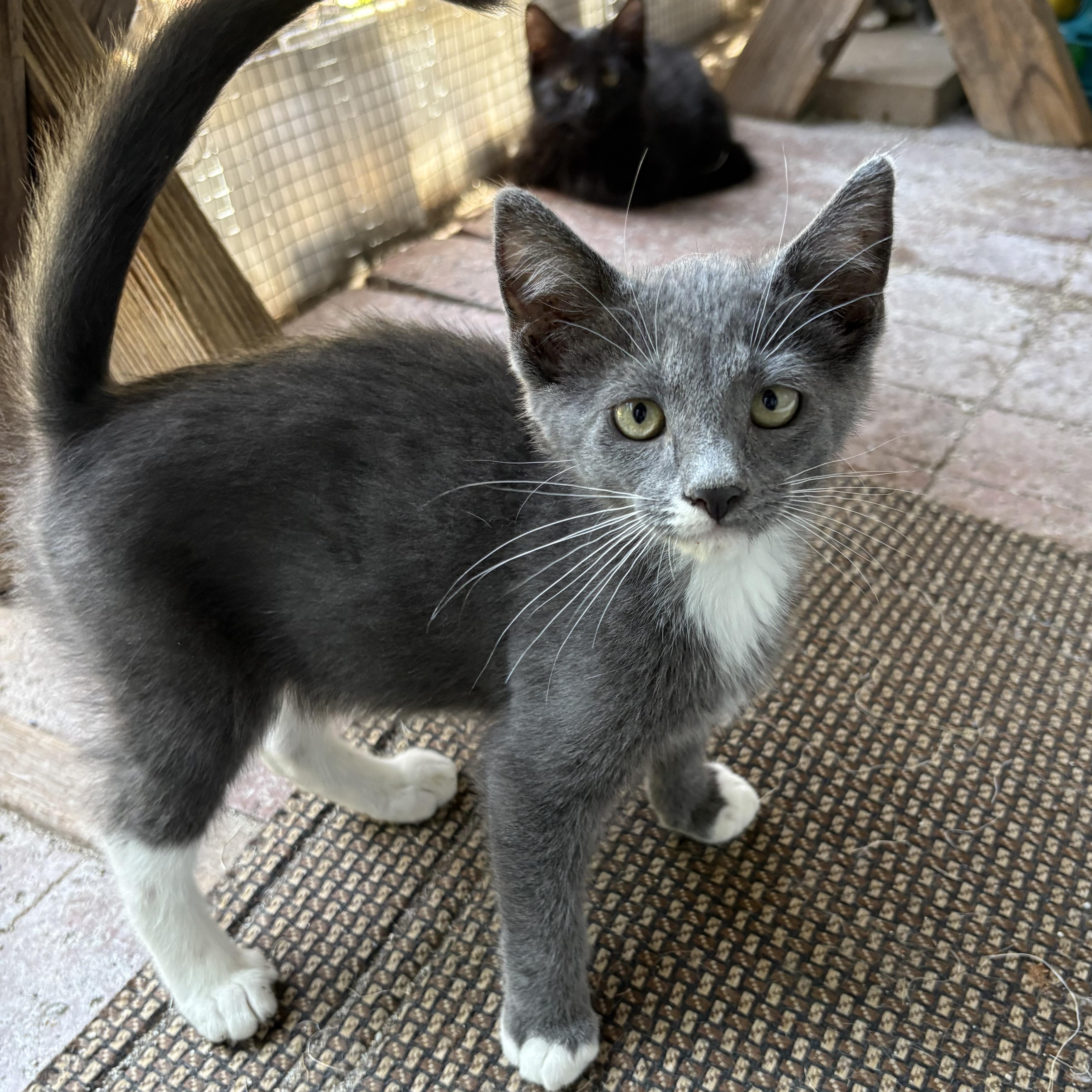 Panzanella, a Adoptable Domestic Short Hair in La Canada, CA image 2/2