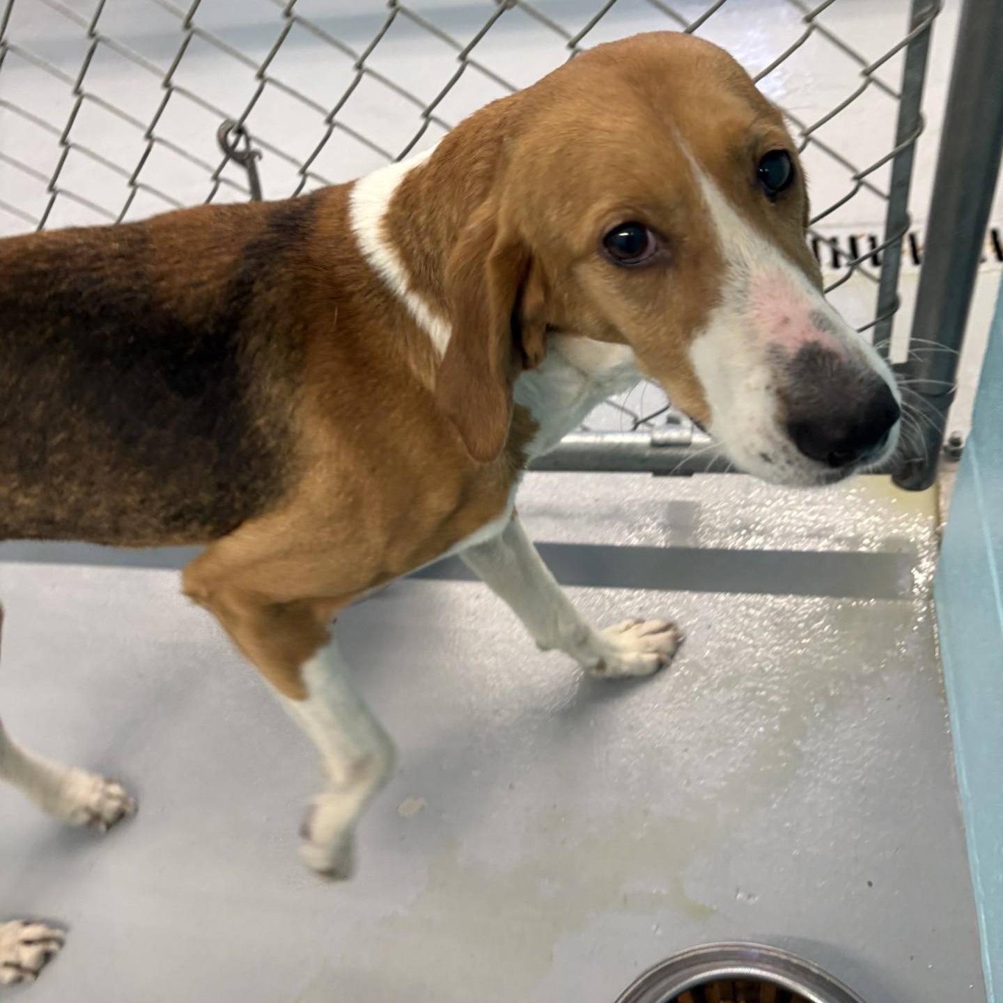 Primrose, ADOPTABLE, Adult Female Hound.