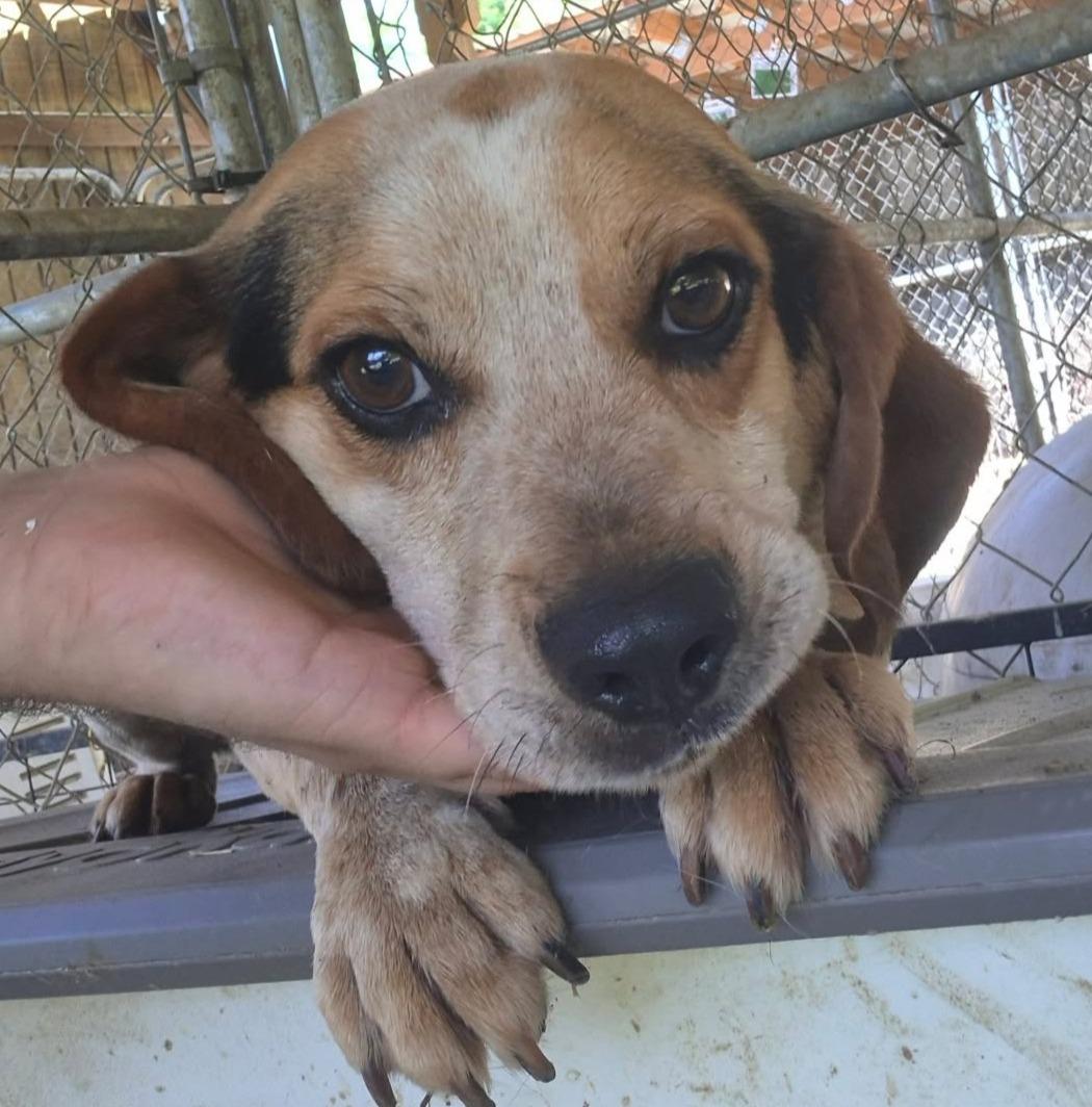 Bobbie Blue, ADOPTABLE, Young Male Beagle.