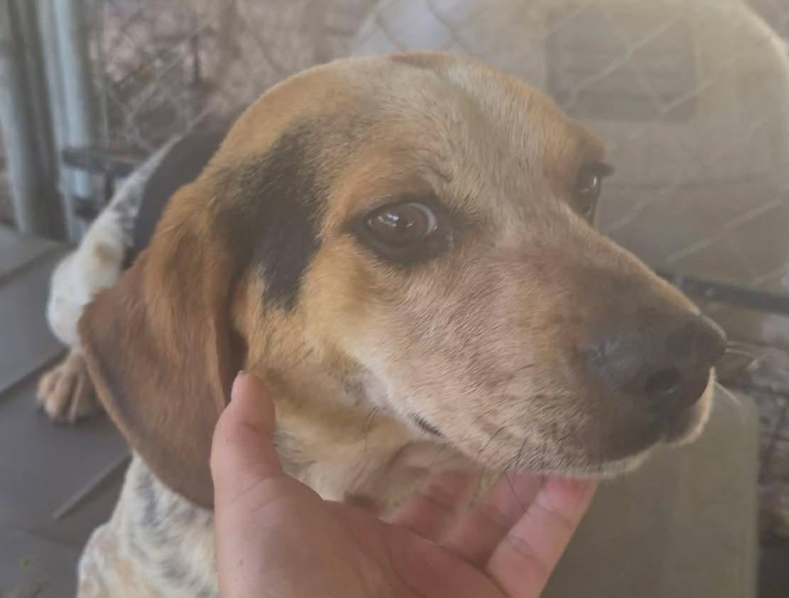 Bobbie Blue, a ADOPTABLE Beagle in Lexington, MA image 2/3