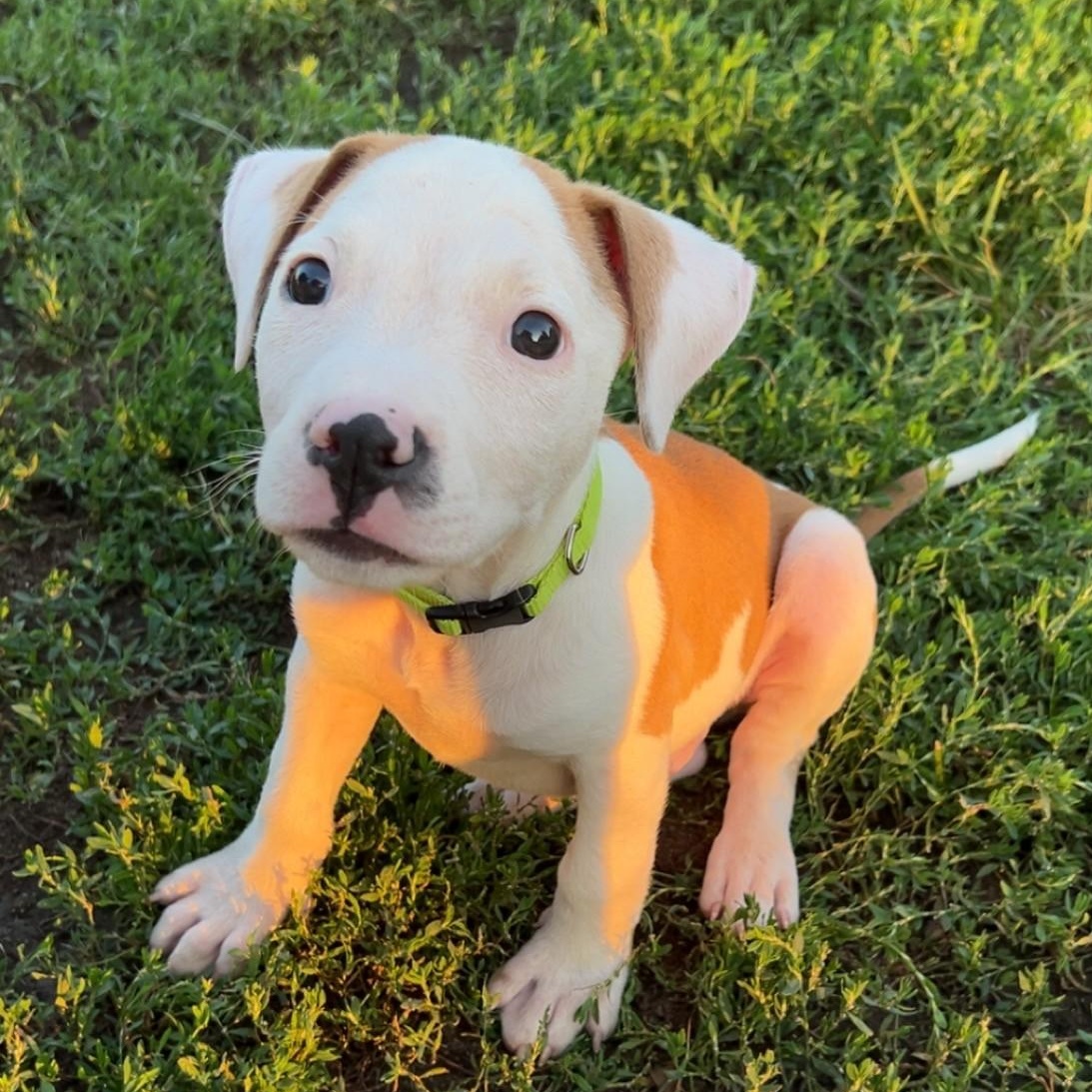 Cooper