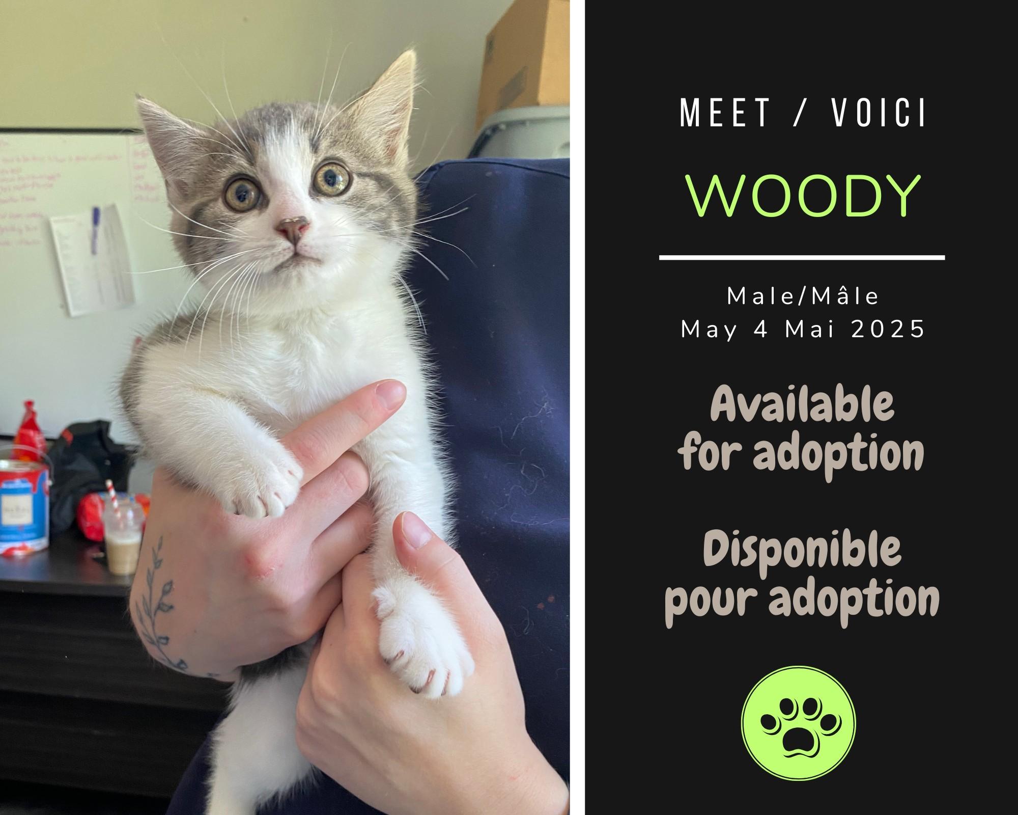 Enlarge Woody, a Adoptable Domestic Short Hair in Dsl De Drummond, NB image 1/1