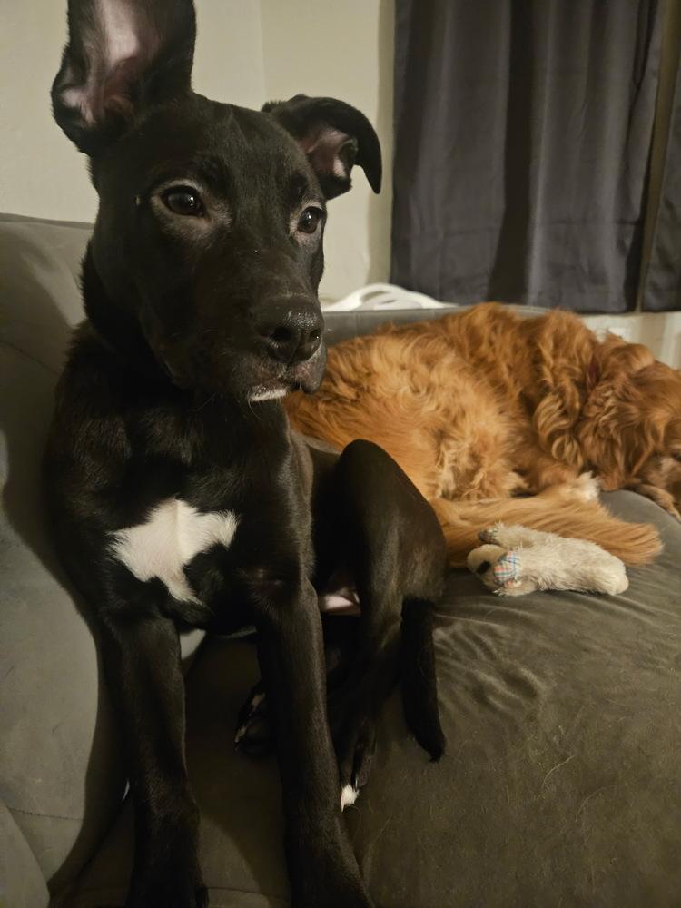 Wednesday, Adoptable, Puppy Female Pit Bull Terrier.