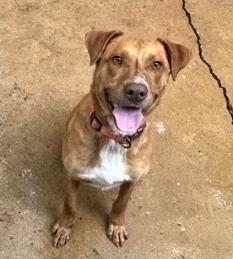 King, a ADOPTABLE mixed breed in Ruston, LA image 2/2