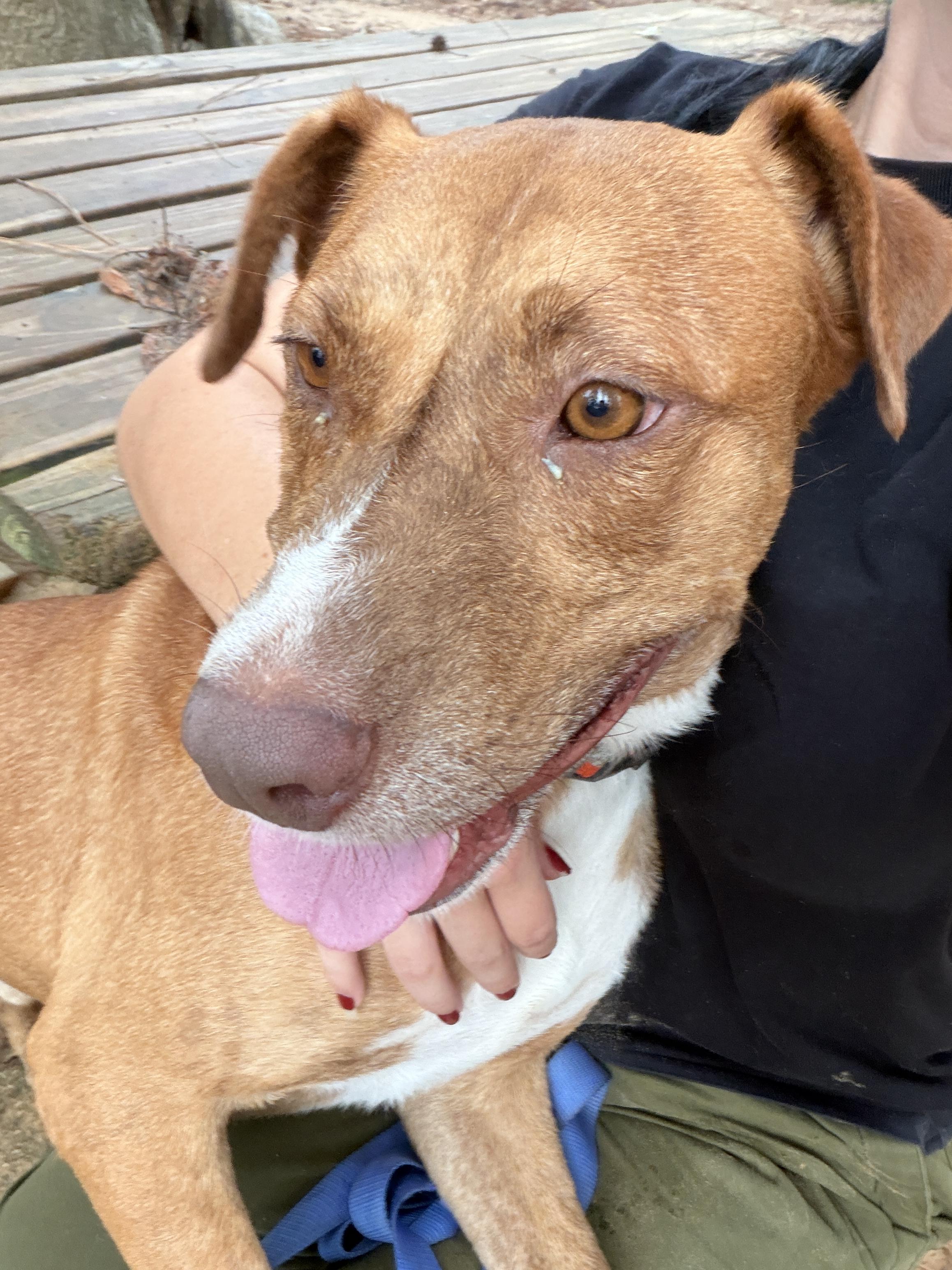 King, ADOPTABLE, Adult Male Pit Bull Terrier.