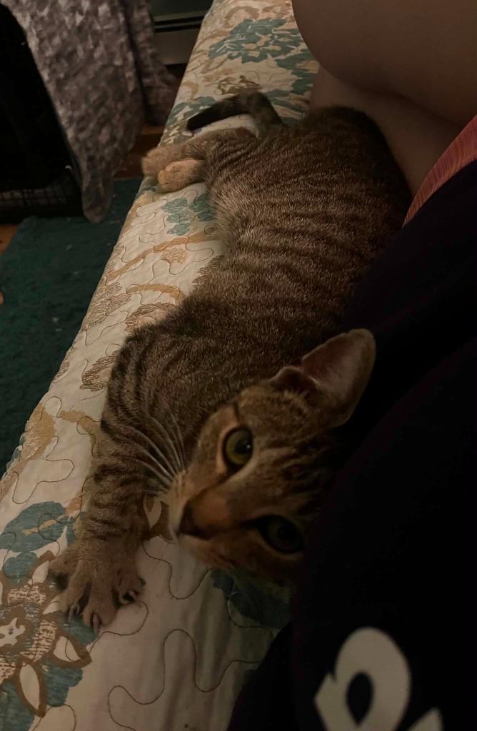 Enlarge Tugboat, a Adoptable Domestic Short Hair in Gorham, ME image 1/1