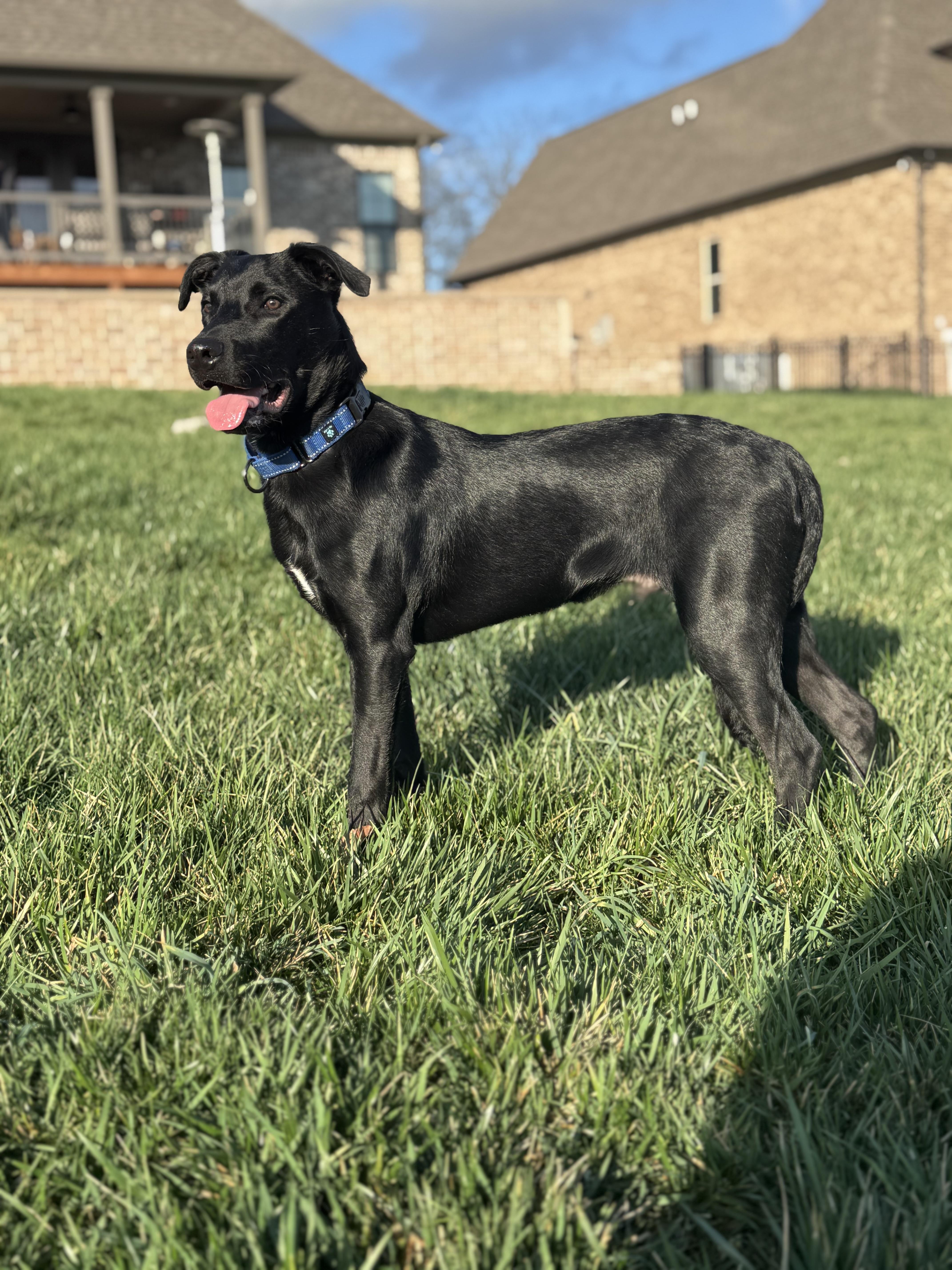 Tater - Thanksgiving Litter, a Adoptable mixed breed in Mount Juliet, TN image 4/4