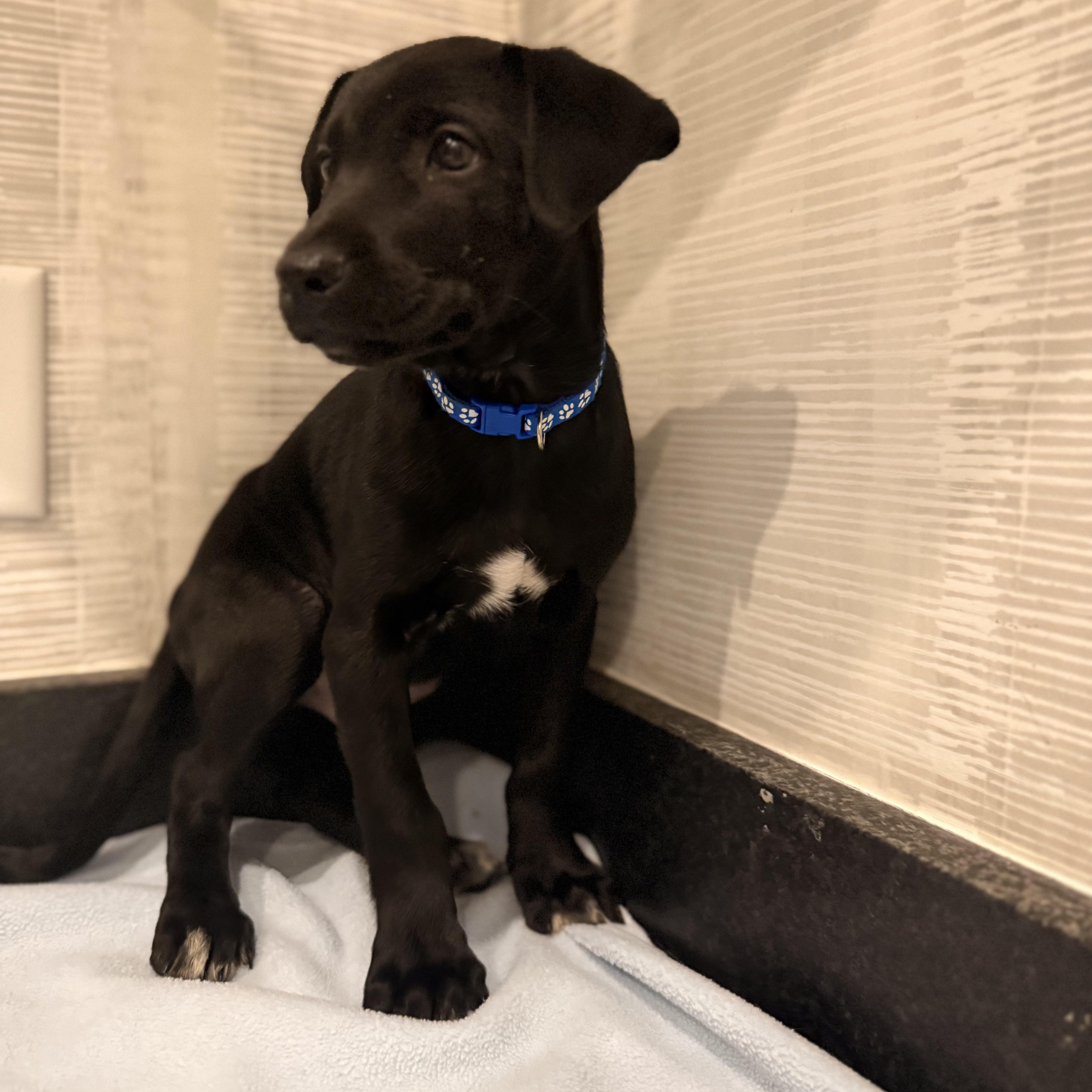 Tater - Thanksgiving Litter, a Adoptable mixed breed in Mount Juliet, TN image 3/4