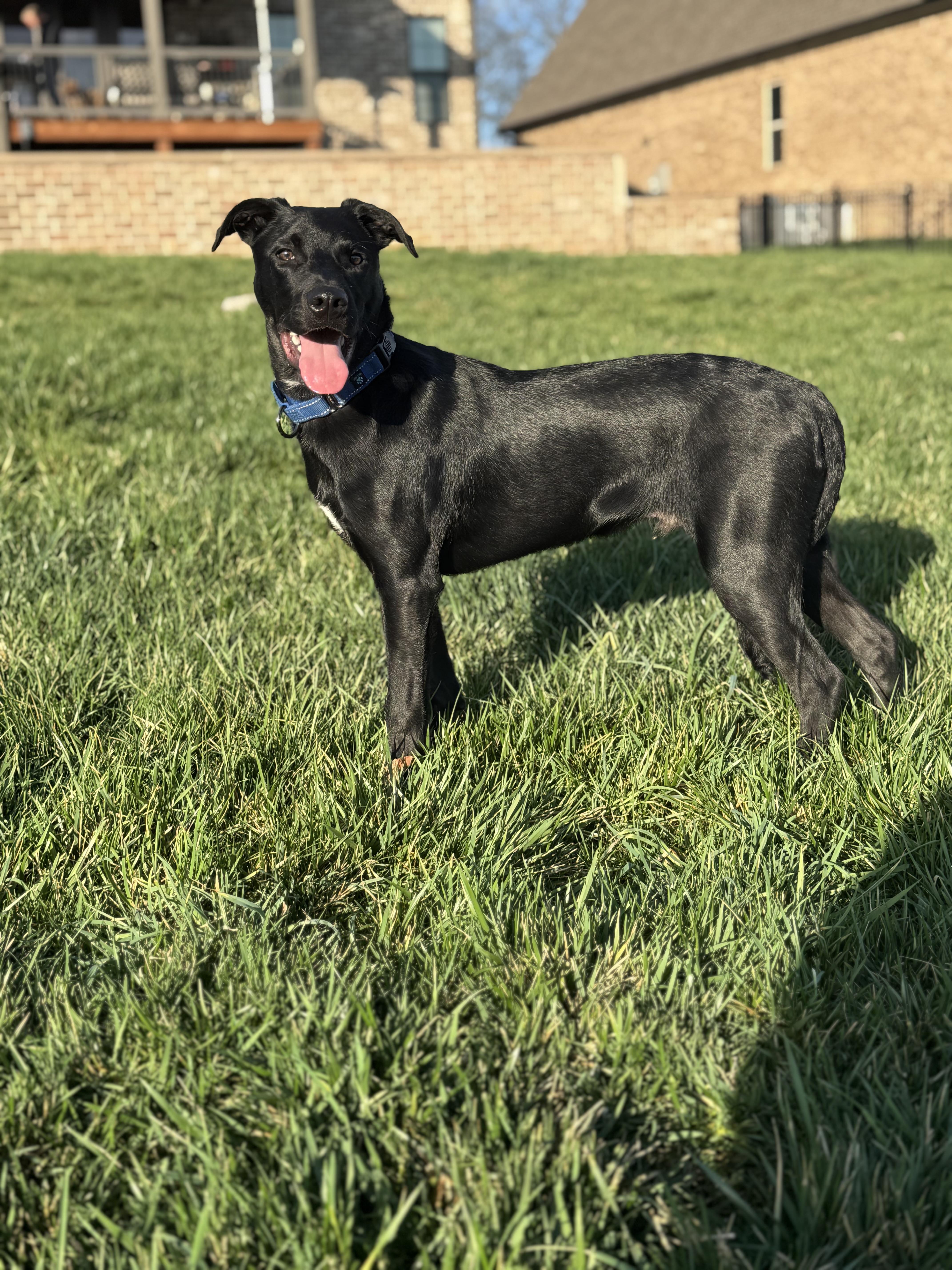 Tater - Thanksgiving Litter, a Adoptable mixed breed in Mount Juliet, TN image 1/4