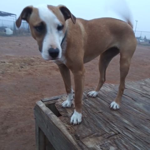 Tiki, an adoptable Basenji Mix in Anton, TX_image-1
