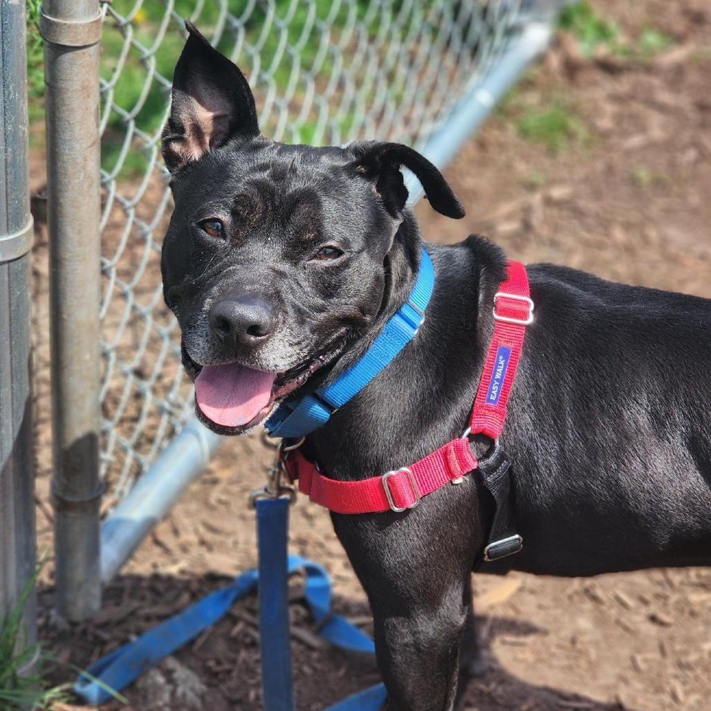 Rocket, Adoptable, Adult Male Pit Bull Terrier.