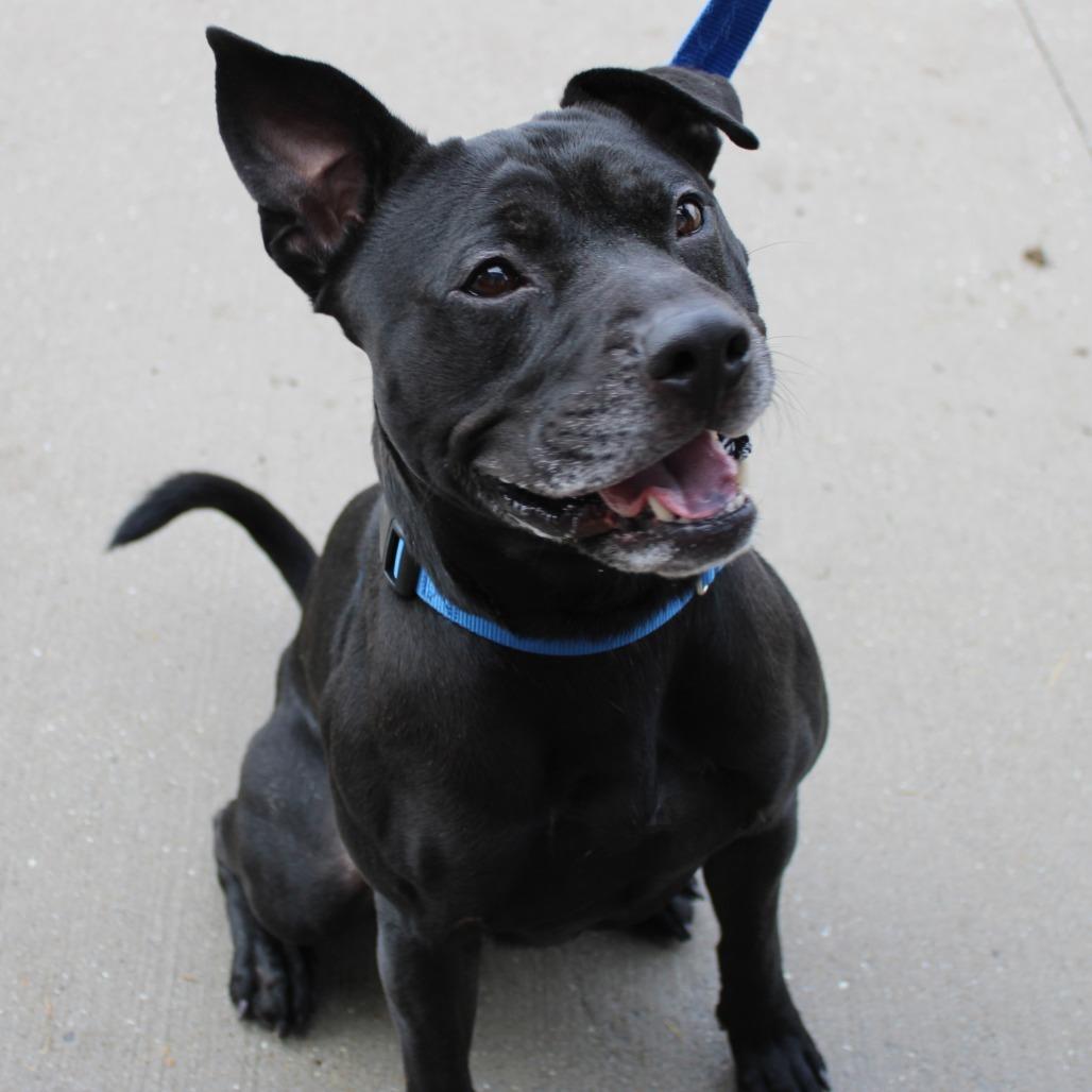 Rocket, Adoptable, Adult Male Pit Bull Terrier.