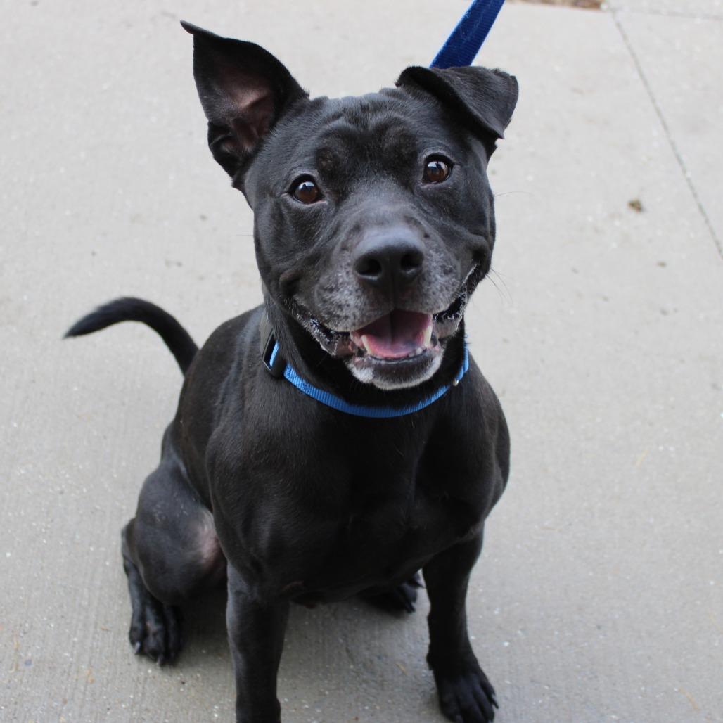 Enlarge Rocket, a Adoptable Pit Bull Terrier in Champaign, IL image 2/3