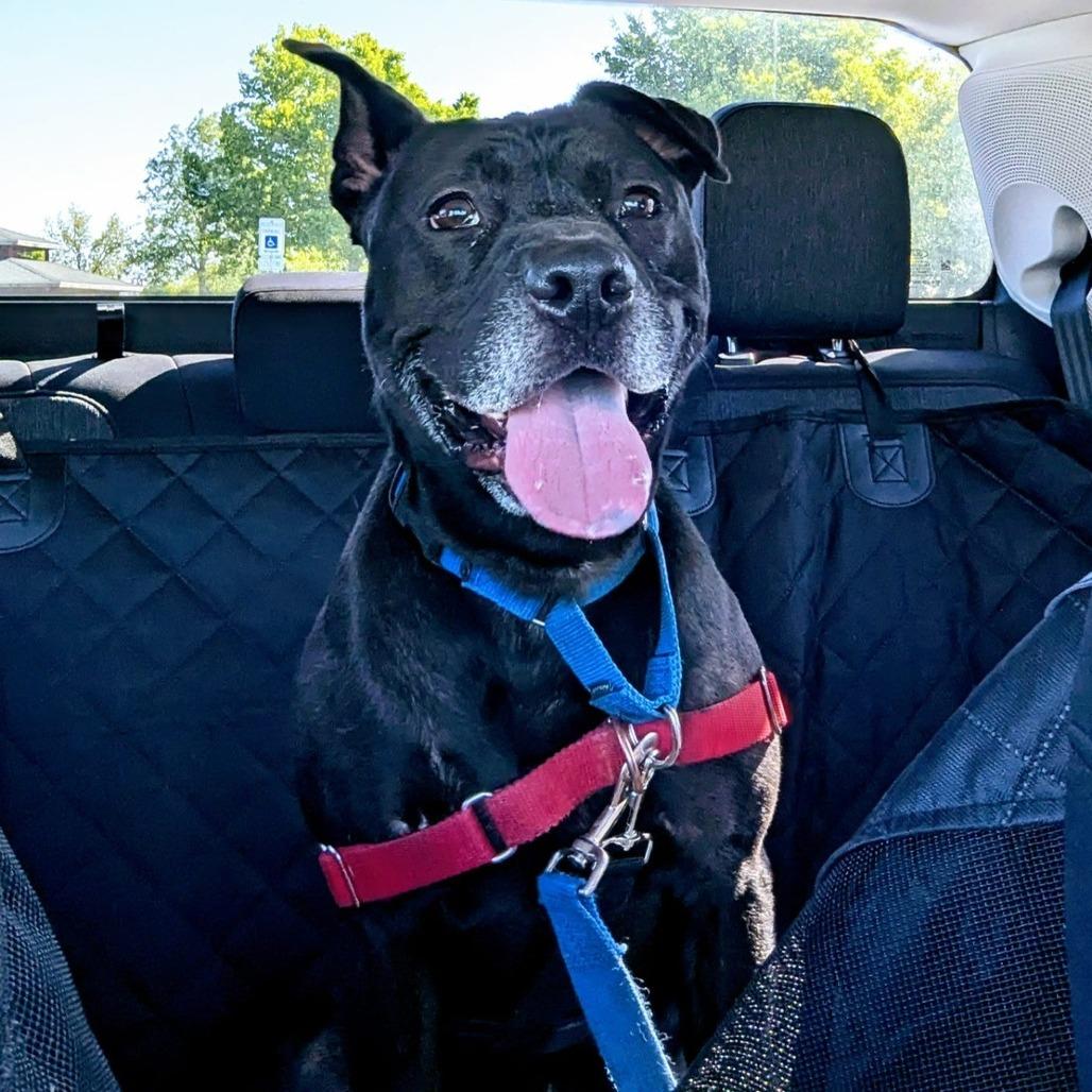 Enlarge Rocket, a Adoptable Pit Bull Terrier in Champaign, IL image 3/6