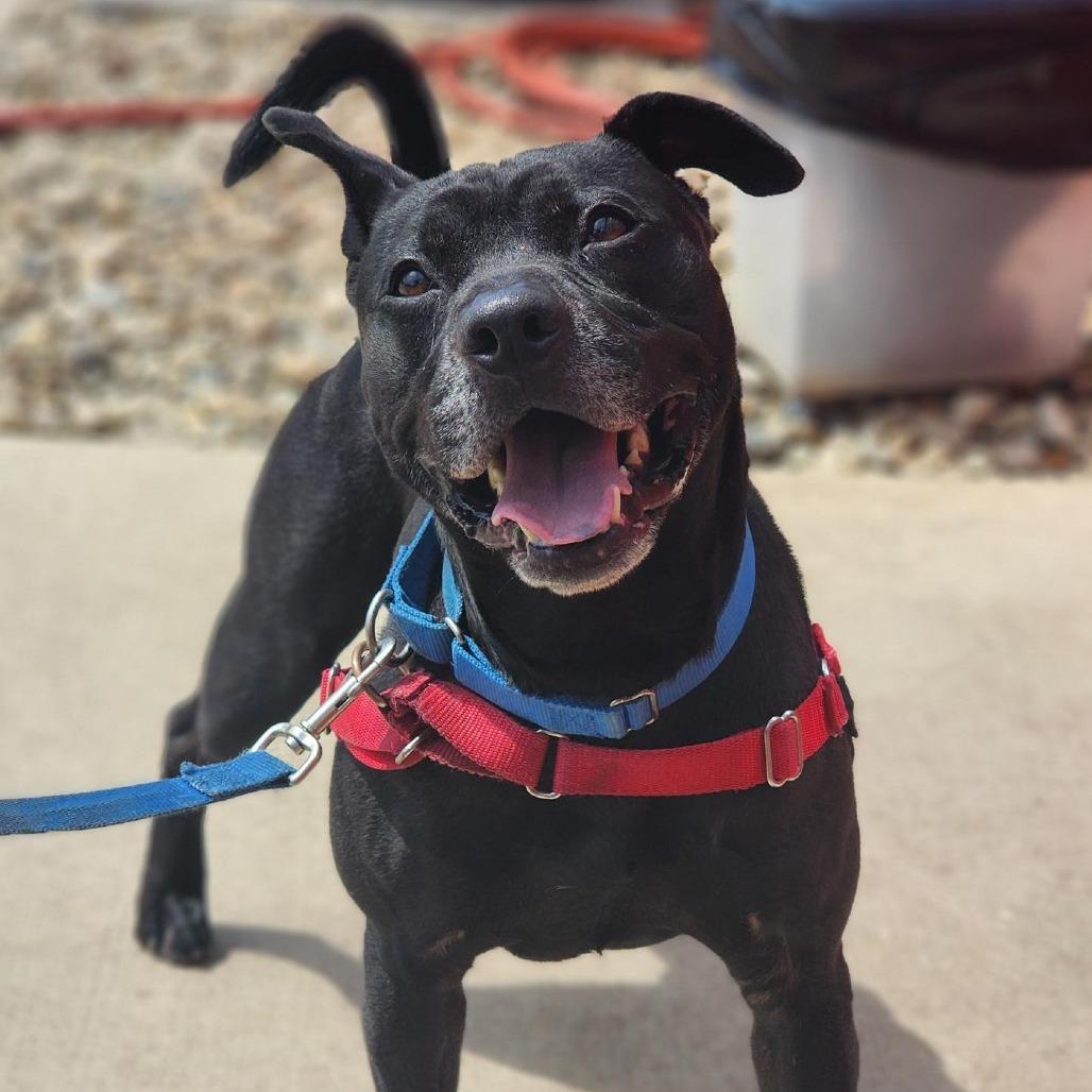 Enlarge Rocket, a Adoptable Pit Bull Terrier in Champaign, IL image 5/6