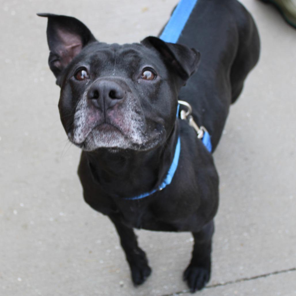 Enlarge Rocket, a Adoptable Pit Bull Terrier in Champaign, IL image 3/3