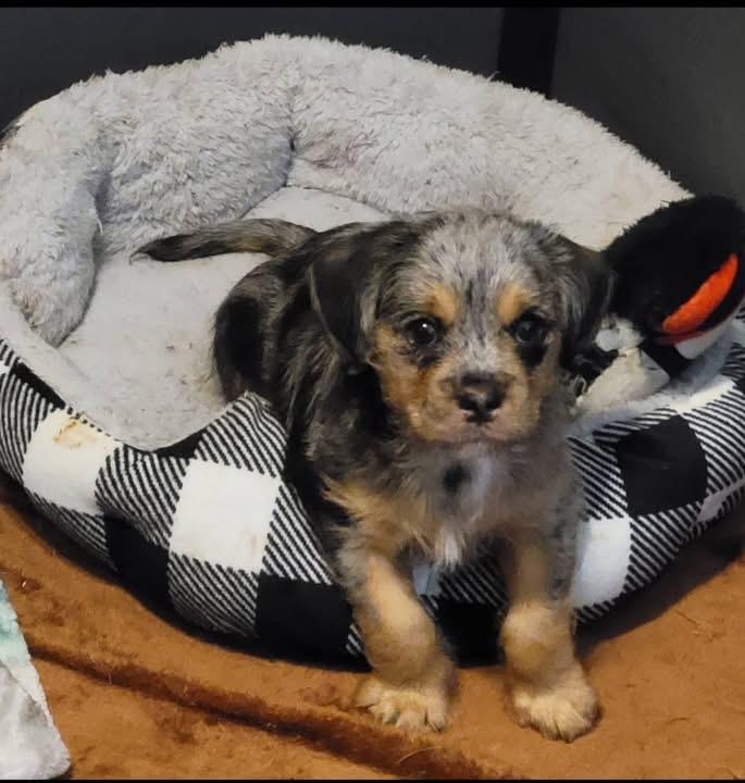 Enlarge Grunt , a ADOPTABLE mixed breed in Palm Coast, FL image 2/3