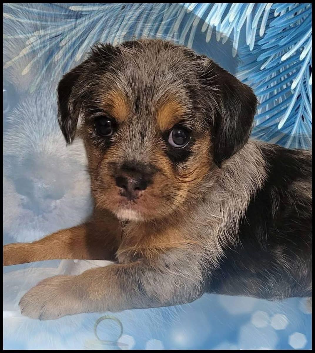 Enlarge Grunt , a ADOPTABLE mixed breed in Palm Coast, FL image 1/3