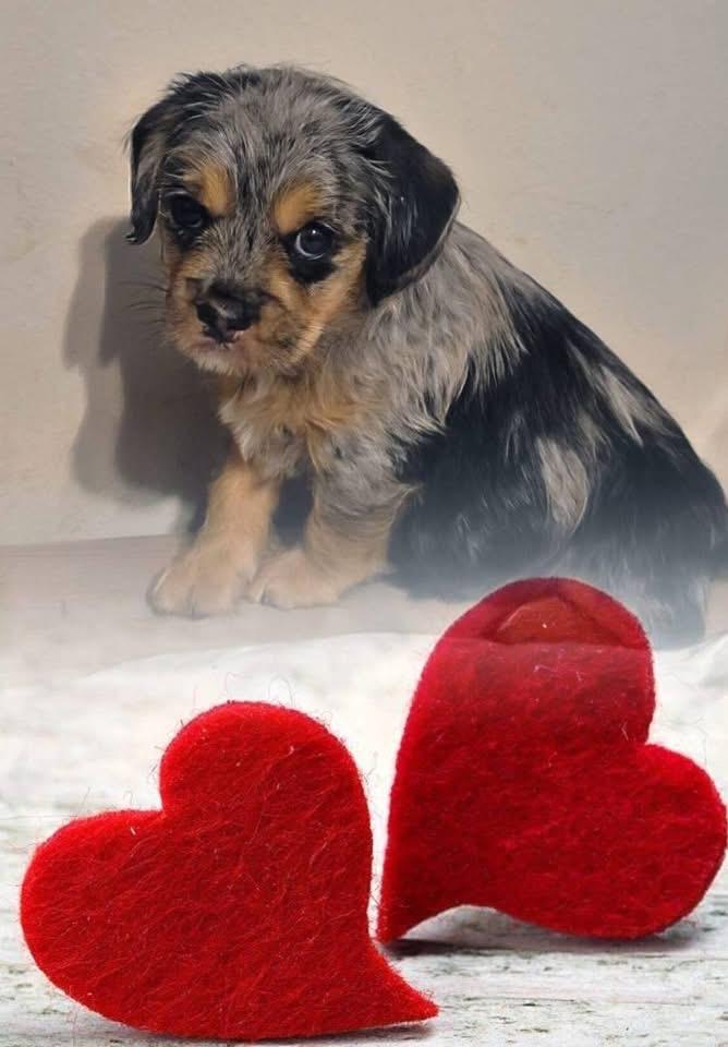 Enlarge Grunt , a ADOPTABLE mixed breed in Palm Coast, FL image 3/3