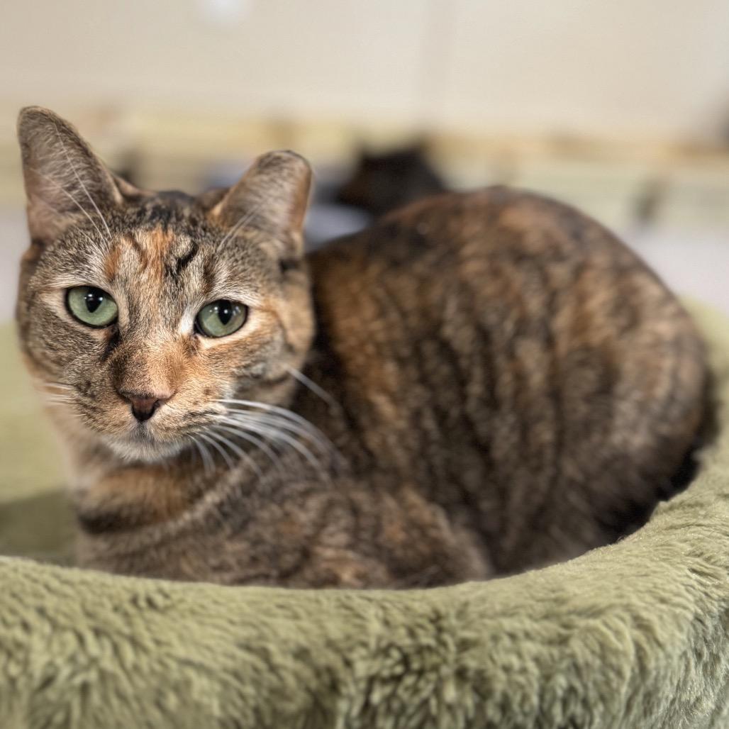 Nelly — thumbnail 3