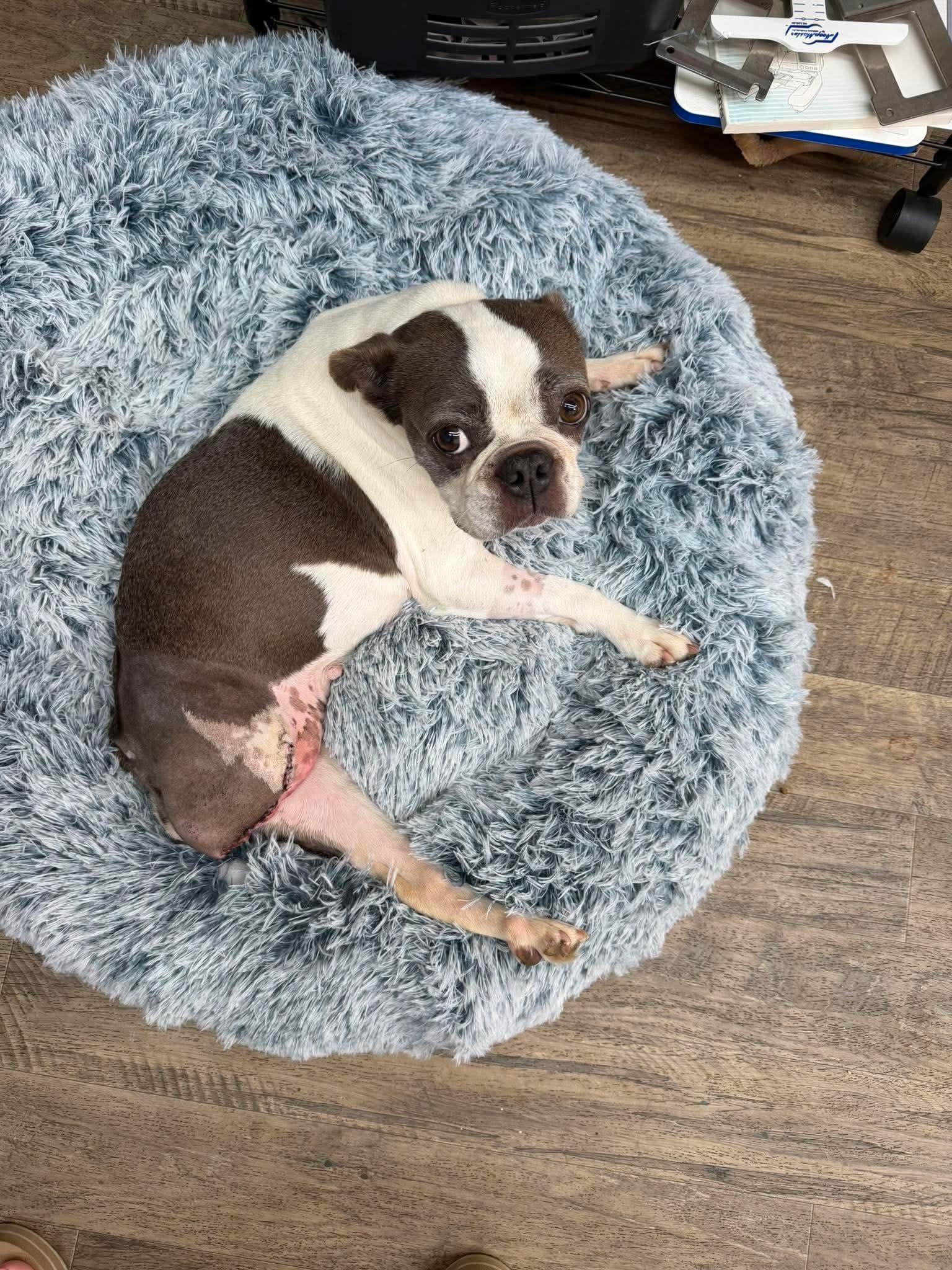 Mocha, Adoptable, Adult Female Boston Terrier.