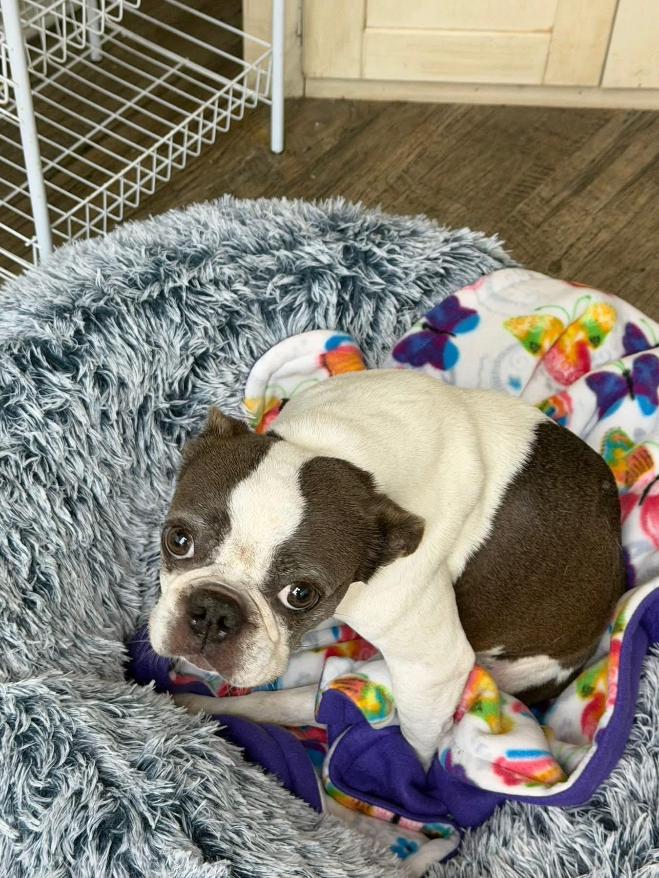 Enlarge Mocha, a Adoptable Boston Terrier in Van Vleck, TX image 2/6