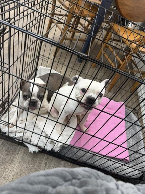 Enlarge Mocha, a Adoptable Boston Terrier in Van Vleck, TX image 3/6