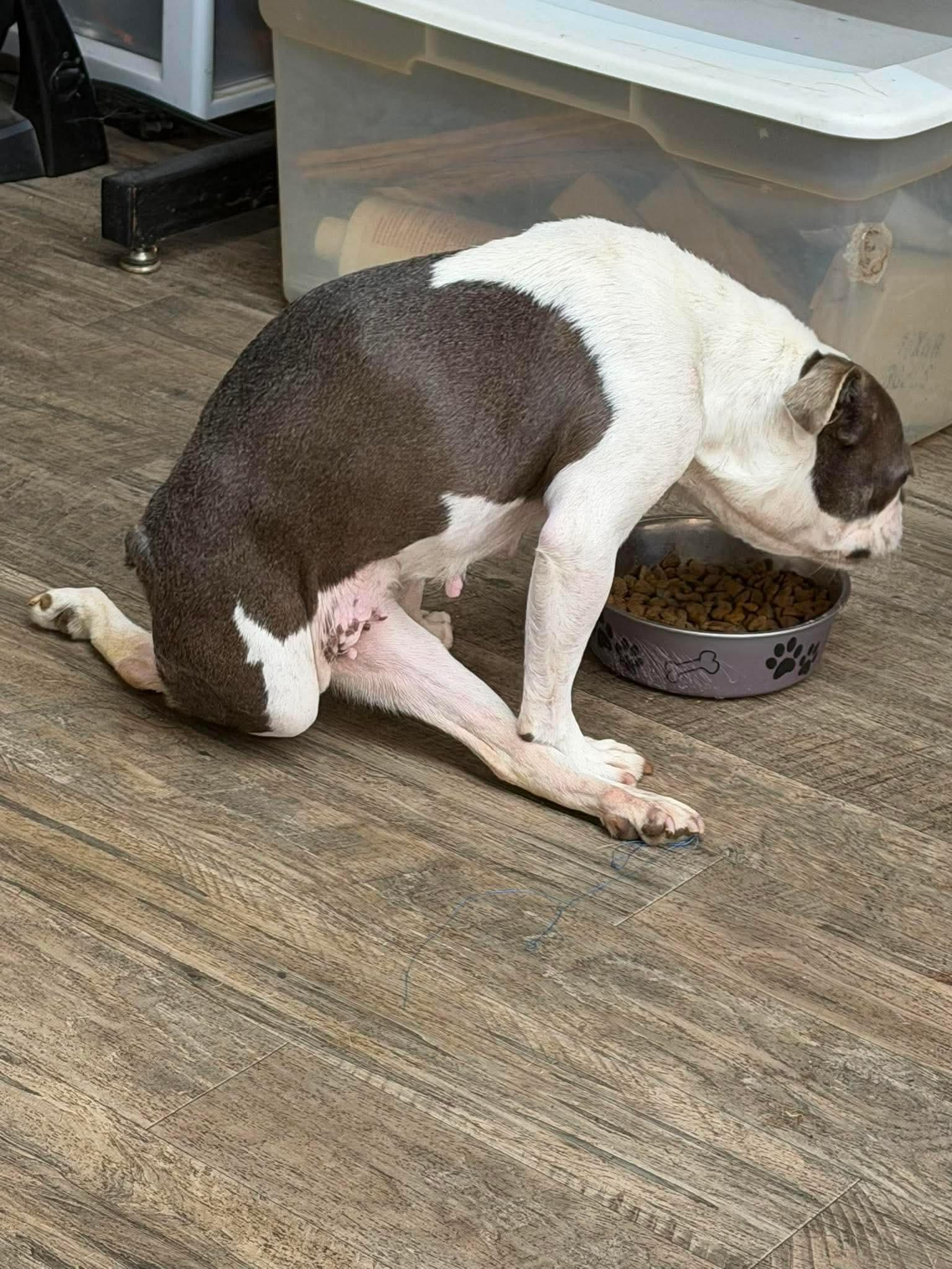 Enlarge Mocha, a Adoptable Boston Terrier in Van Vleck, TX image 5/6