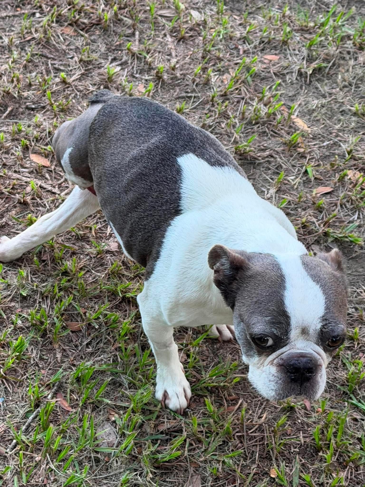 Enlarge Mocha, a Adoptable Boston Terrier in Van Vleck, TX image 6/6