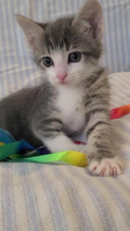 Peanut, Adoptable, Kitten Male Domestic Short Hair.