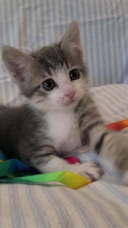 Peanut, a Adoptable mixed breed in Fayetteville, AR image 3/6