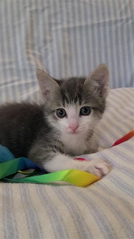 Peanut, a Adoptable mixed breed in Fayetteville, AR image 4/6