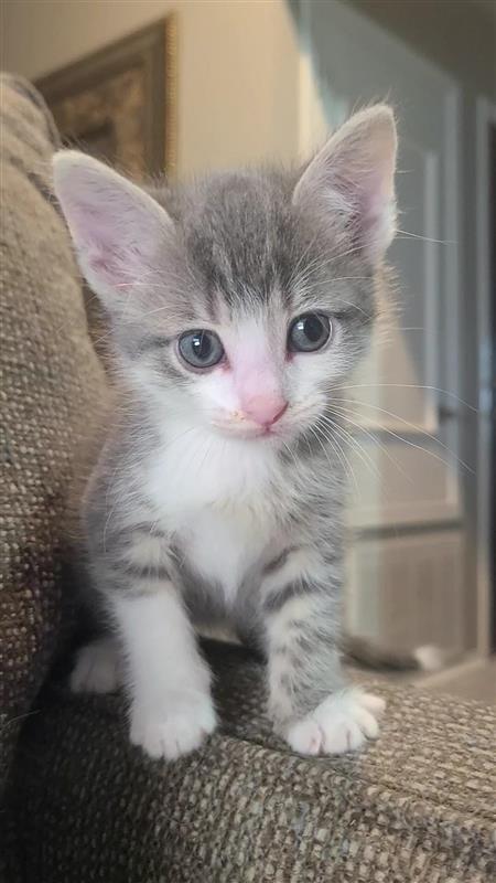 Peanut, a Adoptable mixed breed in Fayetteville, AR image 5/6