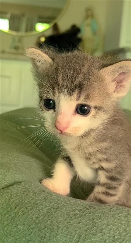Peanut, a Adoptable mixed breed in Fayetteville, AR image 6/6